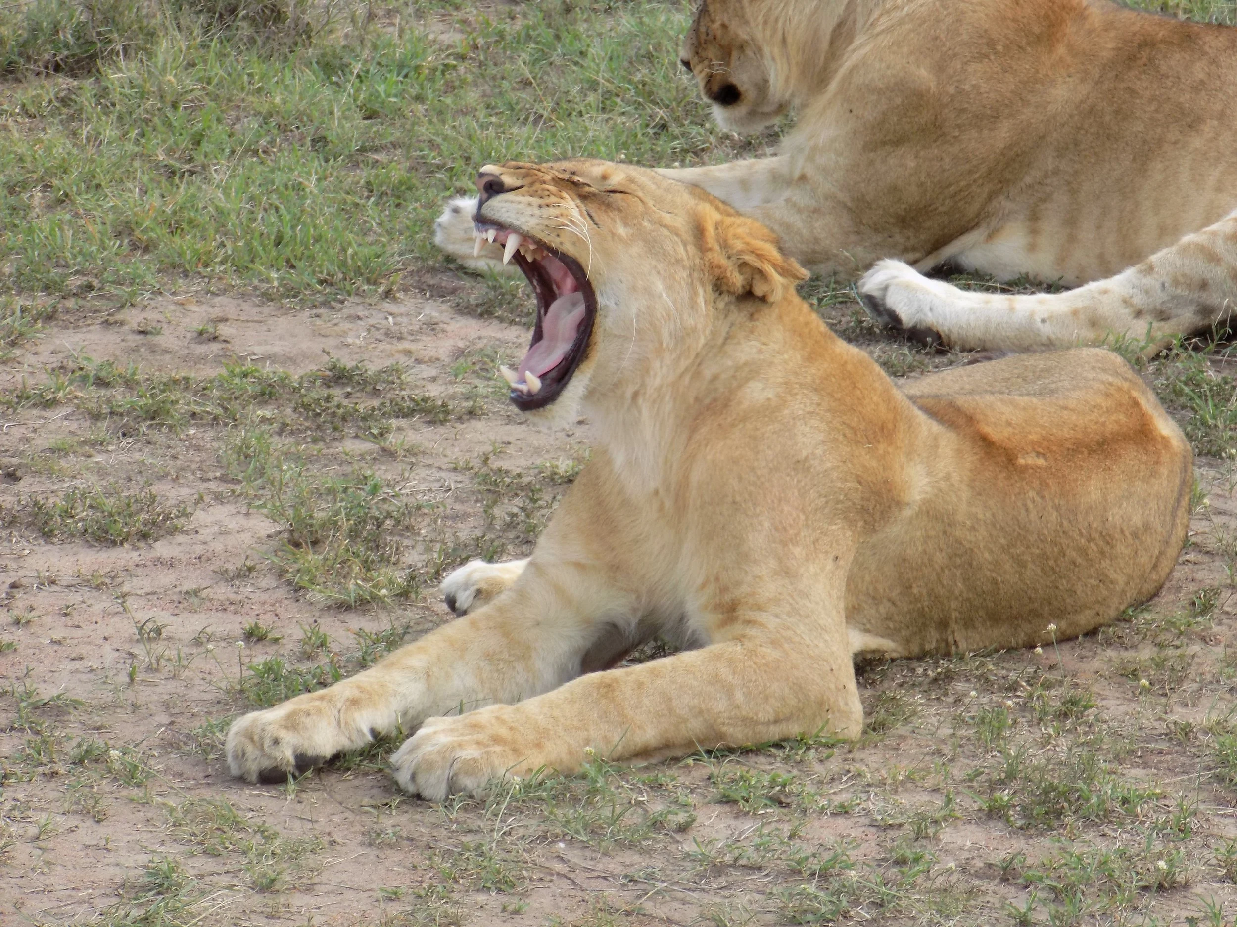 Micato Safari15.jpeg