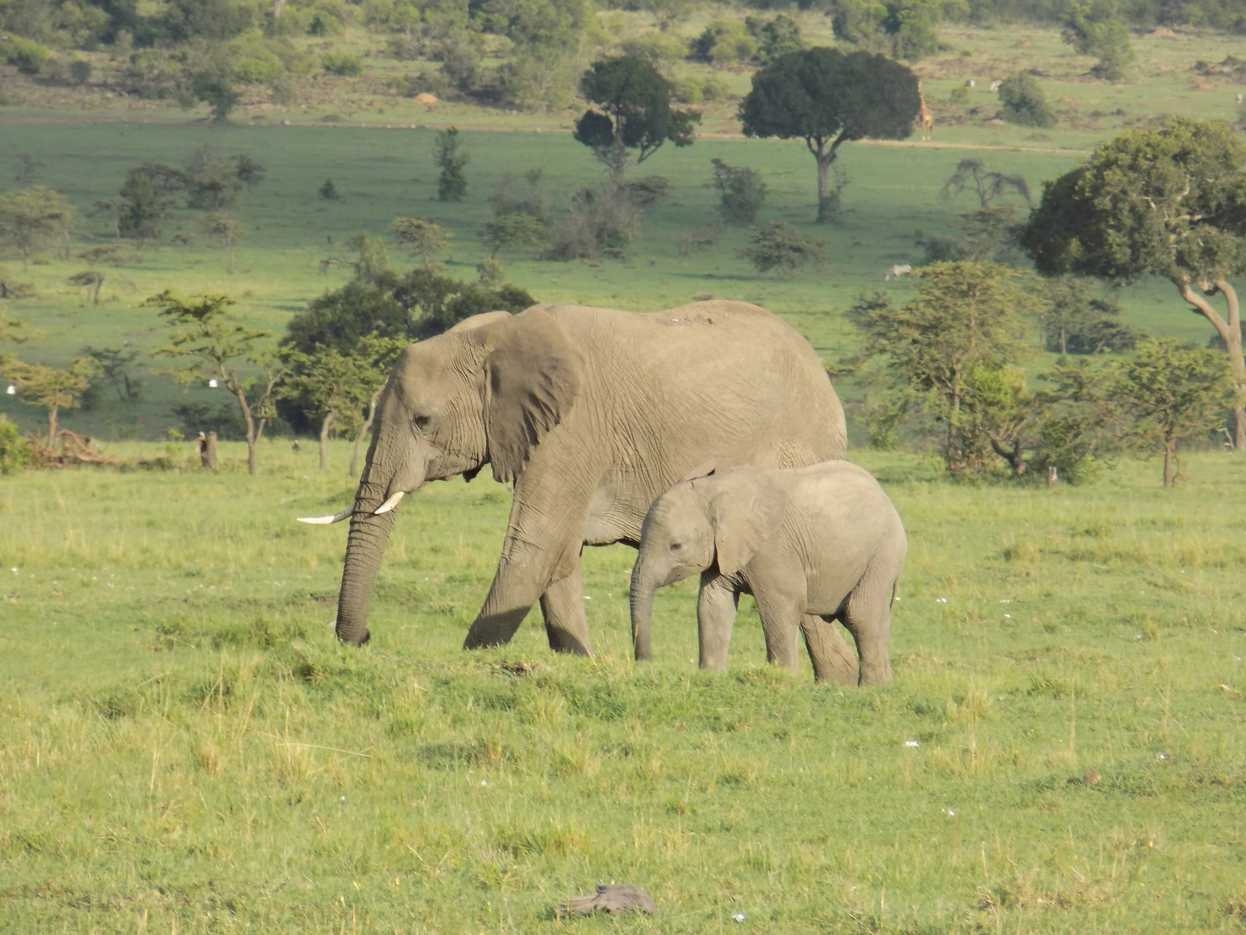 Micato Safari16.jpeg