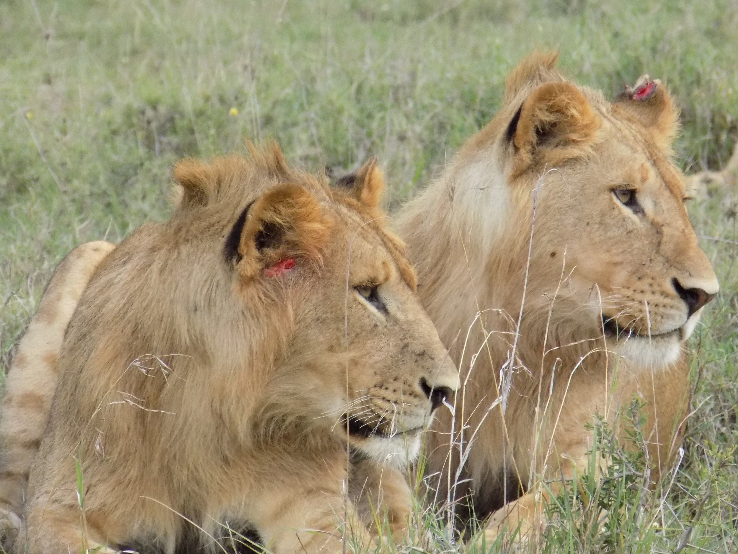 Micato Safari14.jpeg