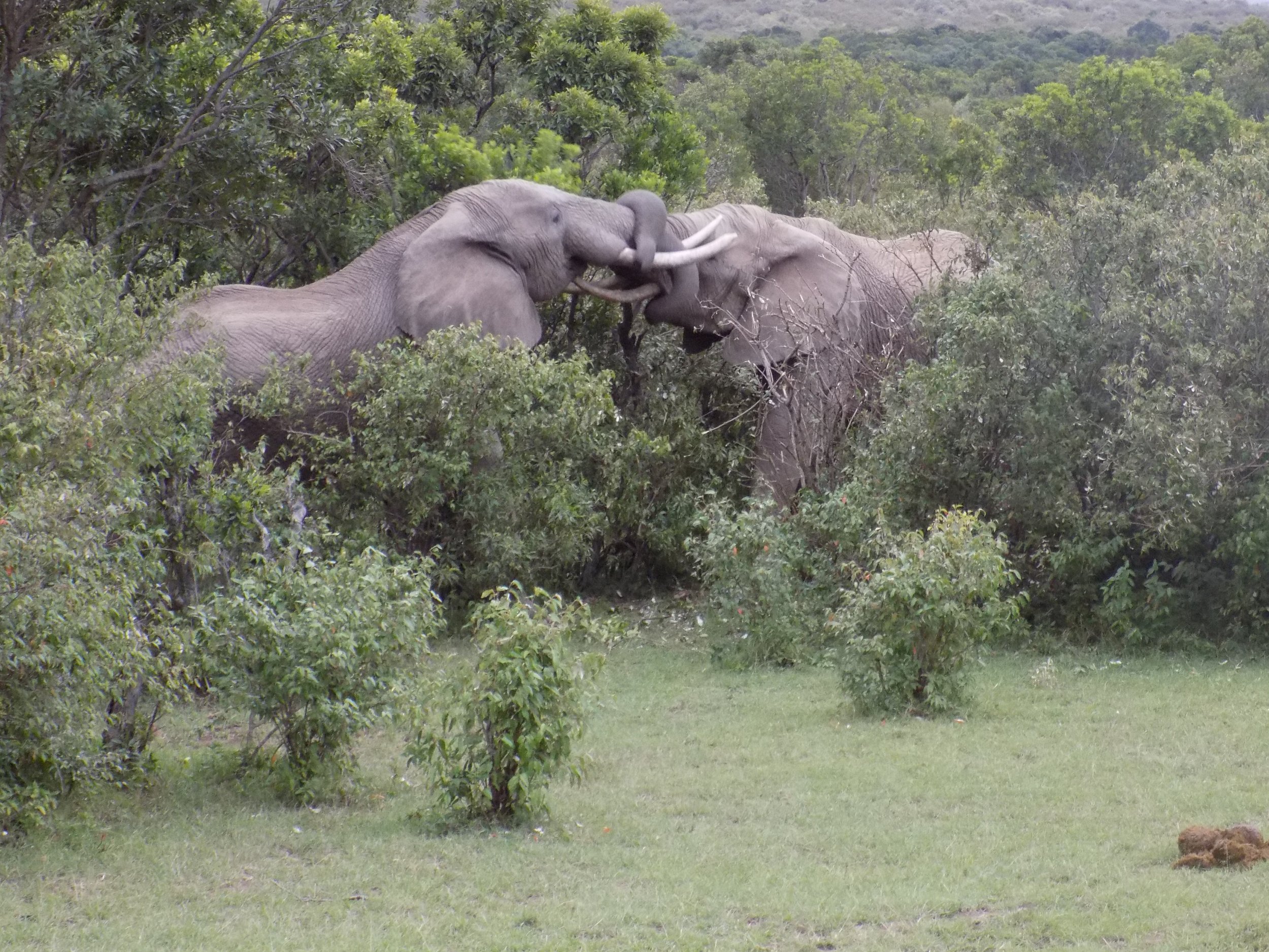 Micato Safari12.jpeg