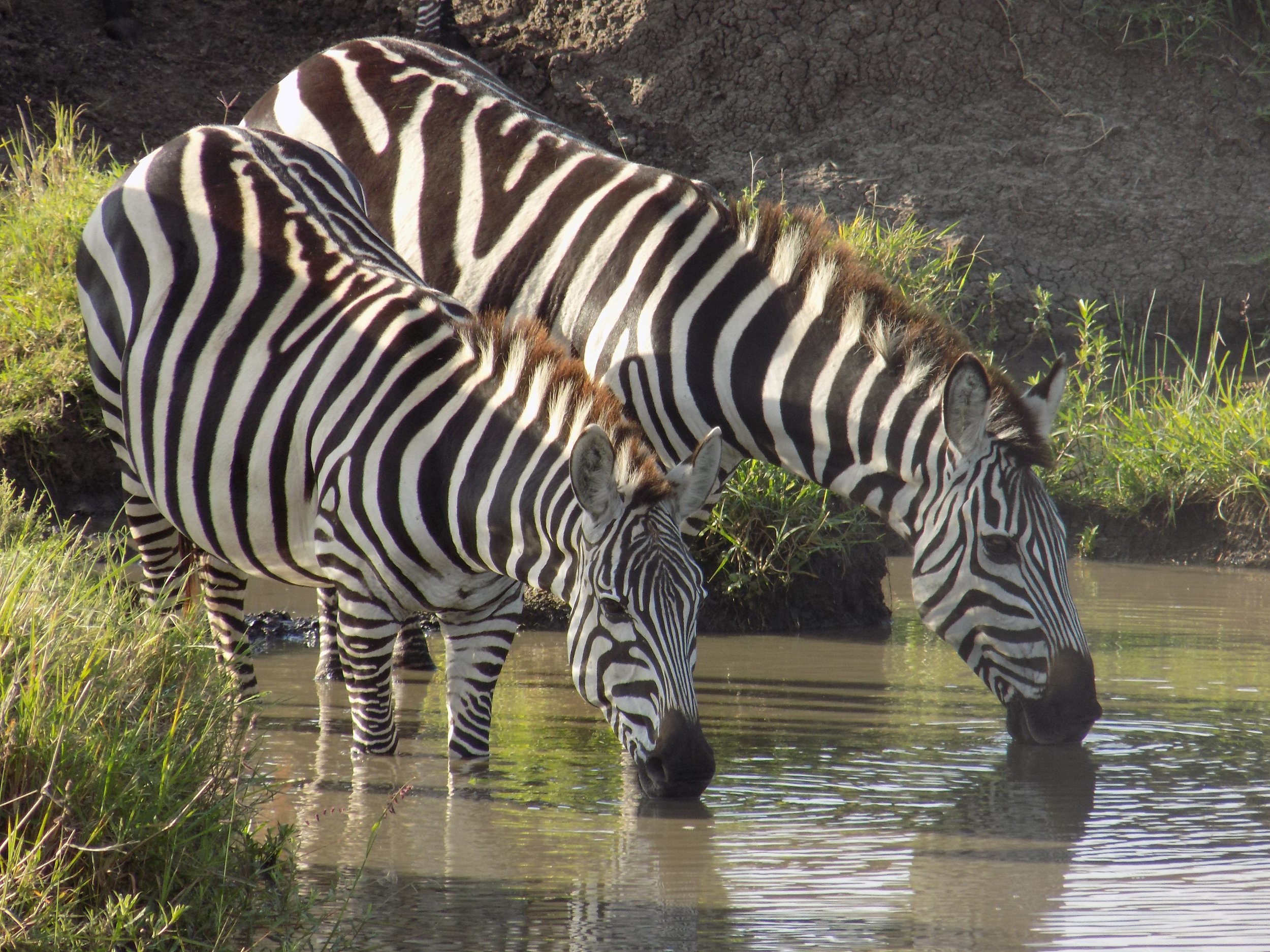 Micato Safari13.jpeg