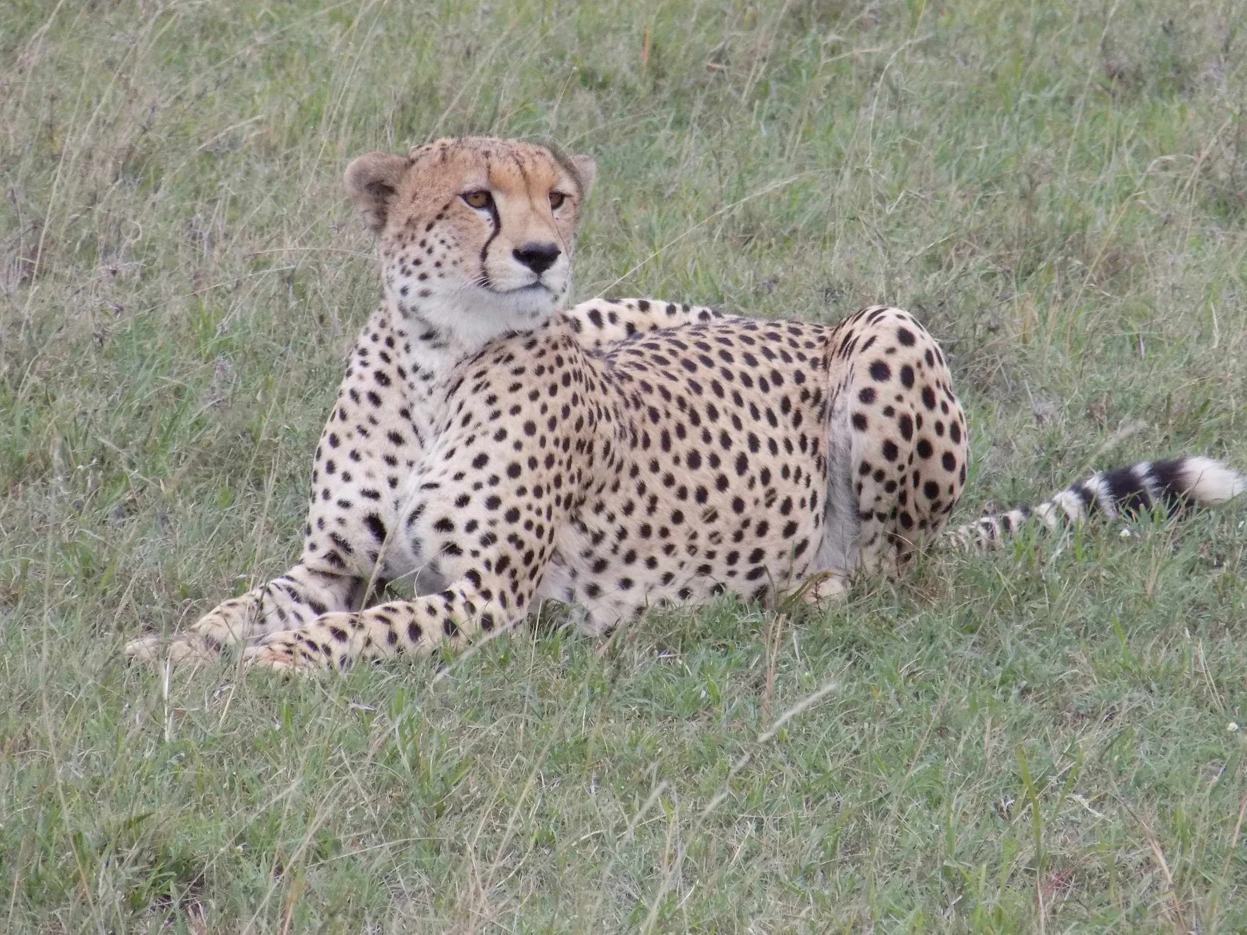 Micato Safari 3.jpeg