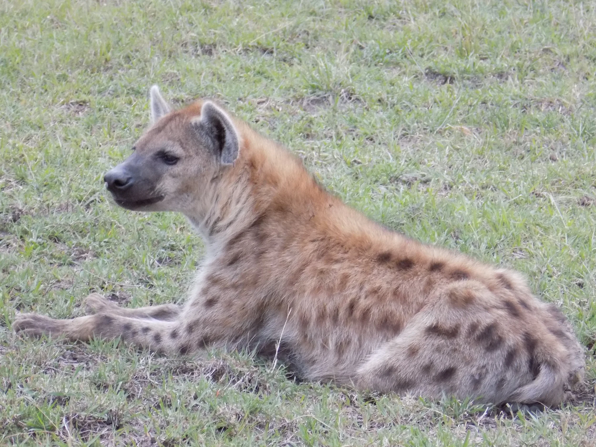 Micato Safari19.jpeg