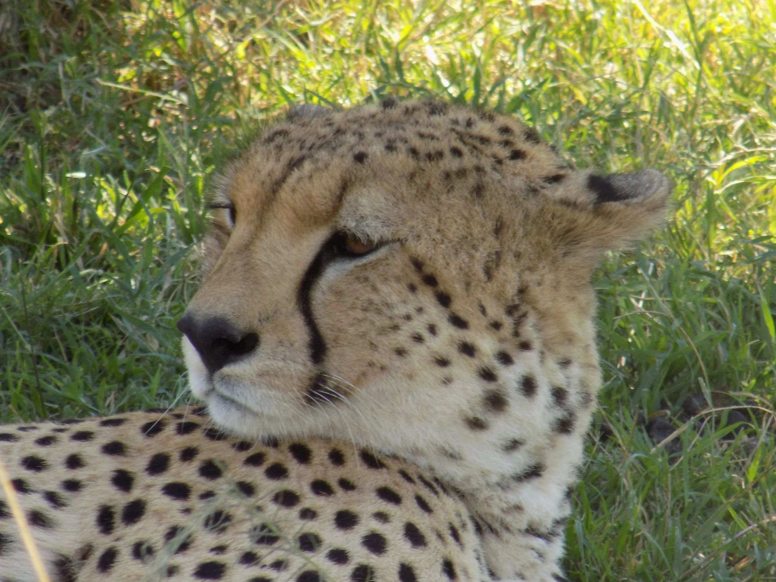 Micato Safari17.jpeg