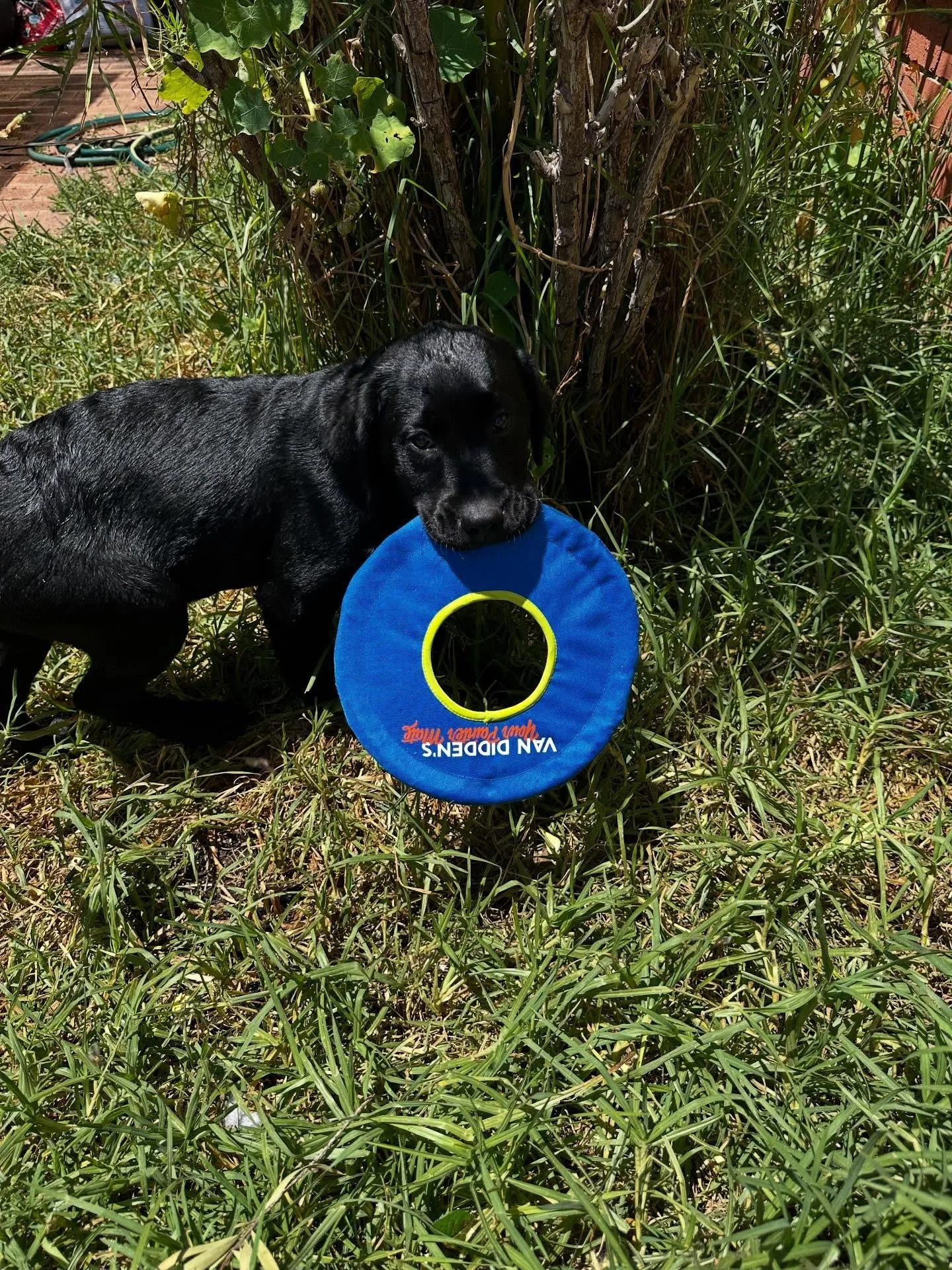 Cuteness overload alert. Sporting his new favourite toy #vandiddens #yourpaintermate #puppylove #perthpainters