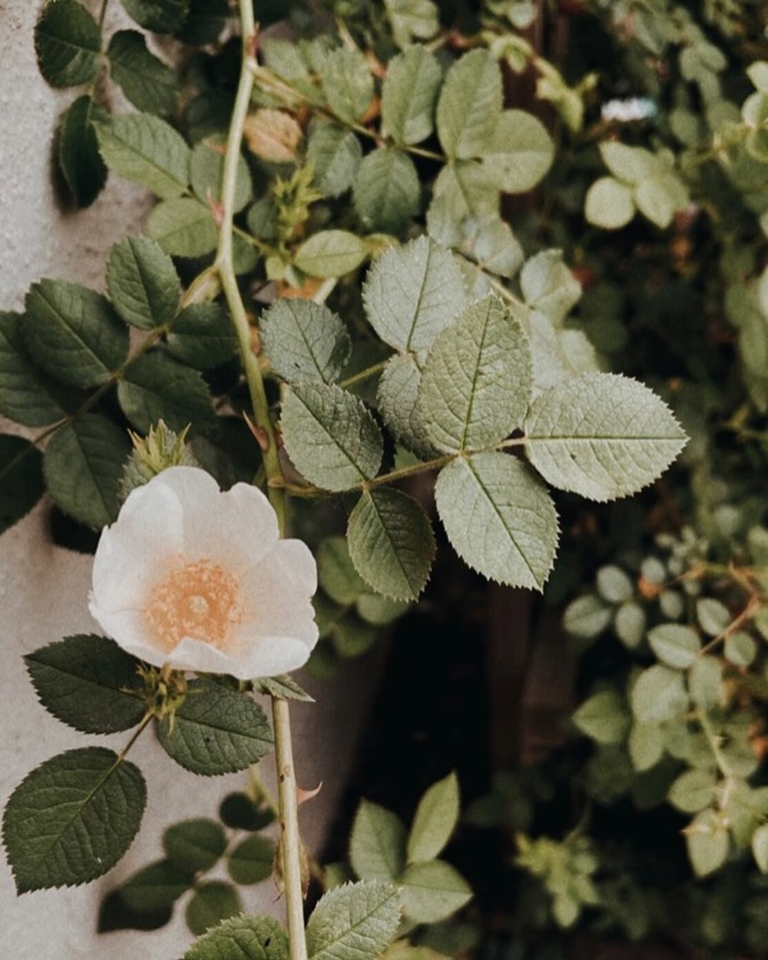 Lately I&rsquo;ve been feeling disappointed that my garden isn&rsquo;t producing like it normally does, or as much. There are some herbs that grew in abundance last year that I expected to grow the same this year, that just aren&rsquo;t.

As I was ha