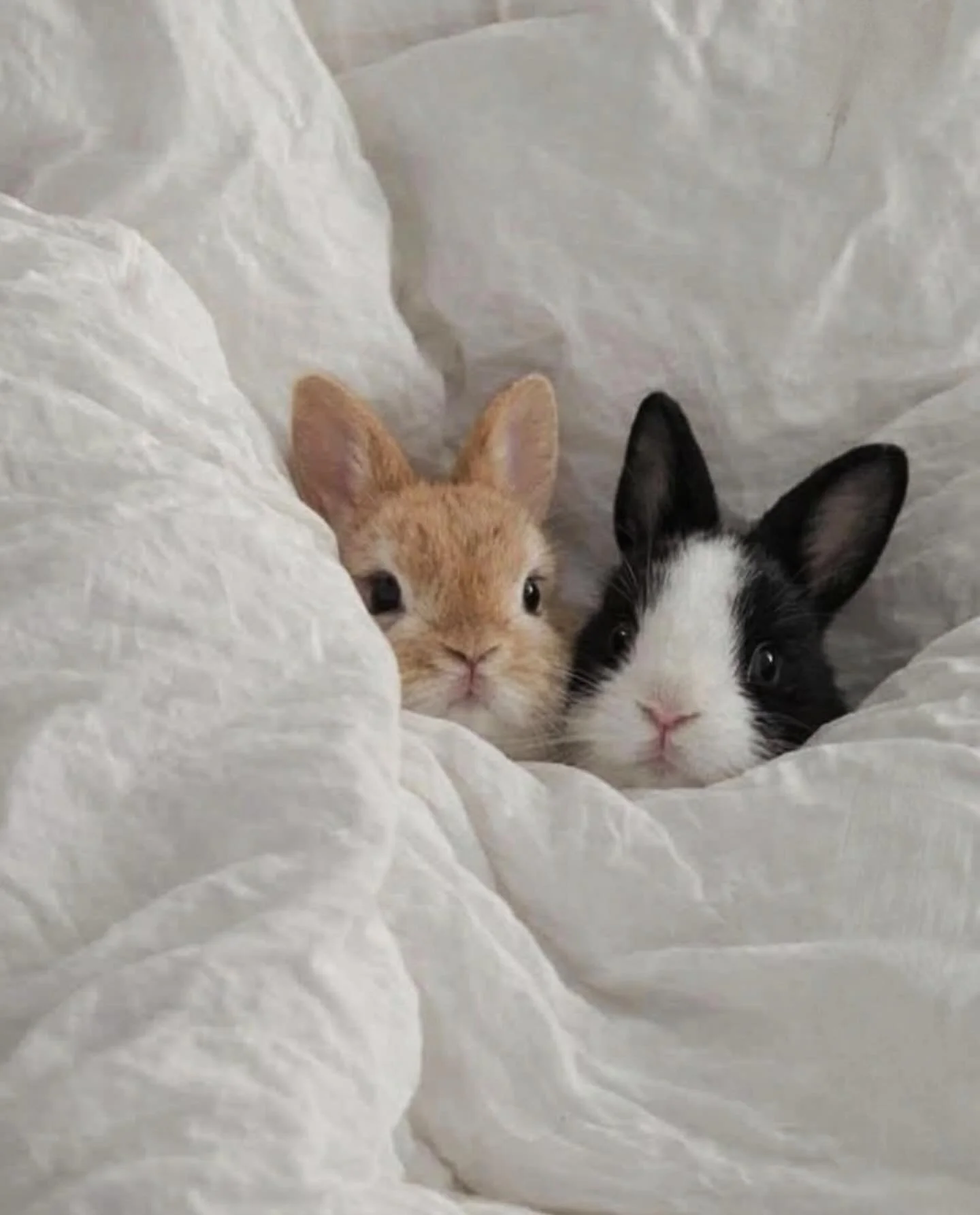 However you&rsquo;re celebrating this weekend &mdash; Easter, Passover, or simply the slow arrival of spring&hellip;

We hope you&rsquo;re taking care of yourself,
staying nourished and cozy,
and enjoying little moments of rest and play. 🤍

Sending 