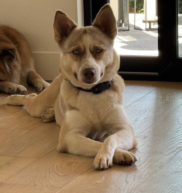 Meet Marley