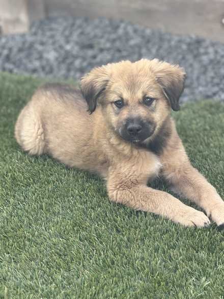 Meet Chance