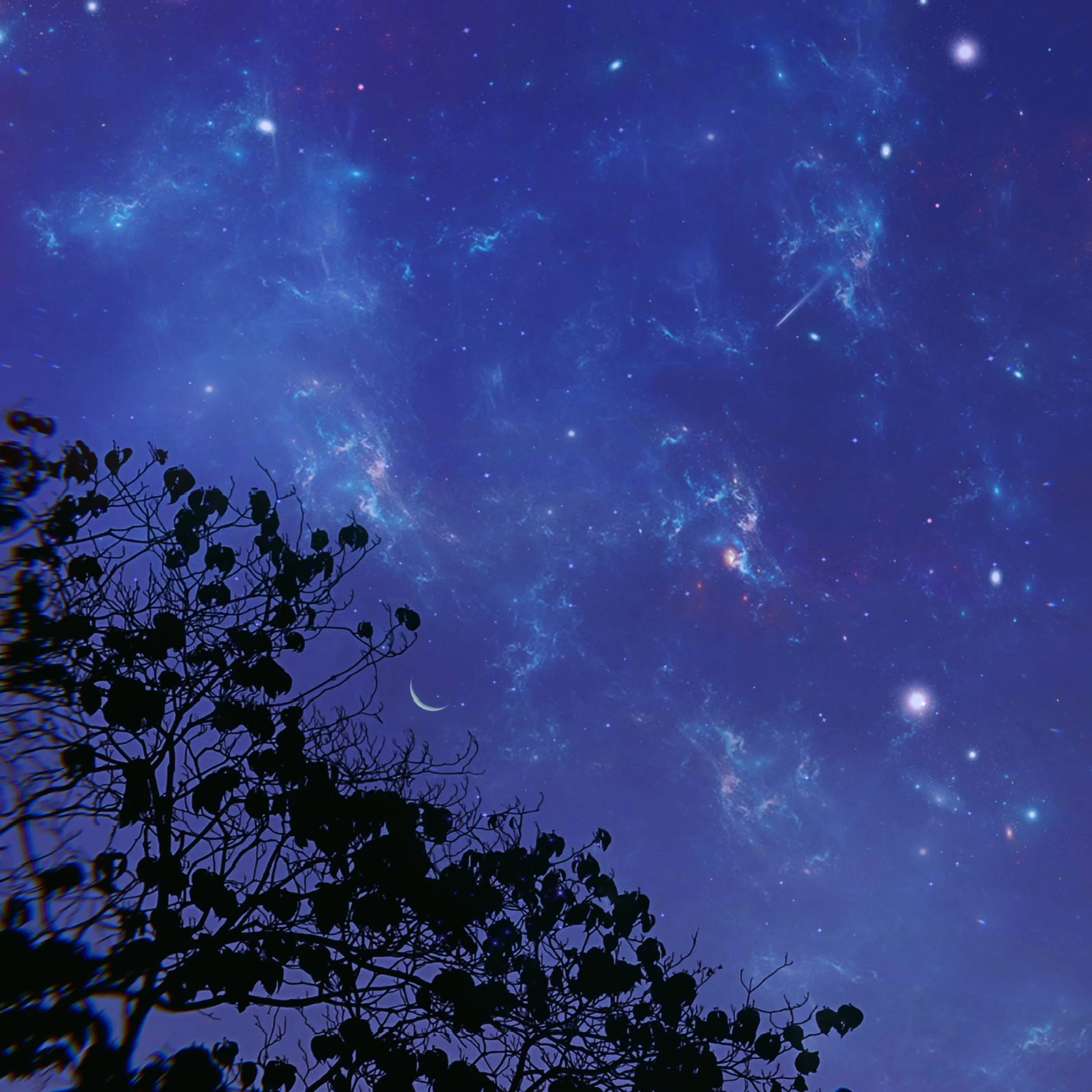 When The Trees Sleep