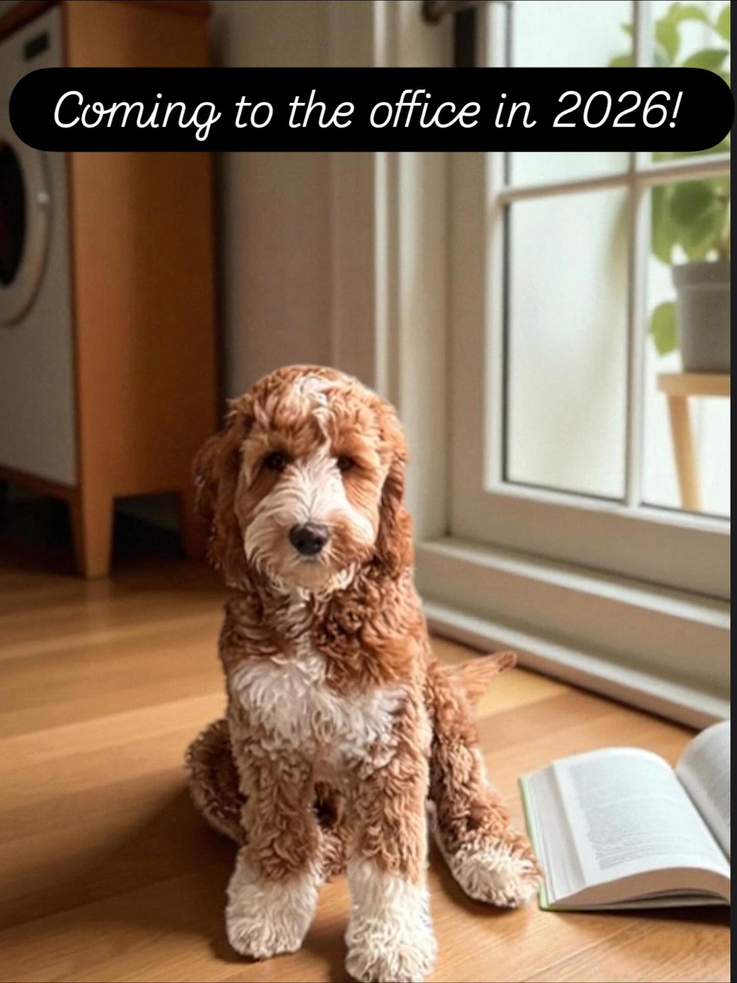 Homer has officially informed management that he will be joining the Reunify Alaska office team in 2026!! 

He has requested: 
&bull; unlimited pets
&bull; snacks every 2.5 hours
&bull; veto power over people who give weird vibes
&bull; a plush bed n