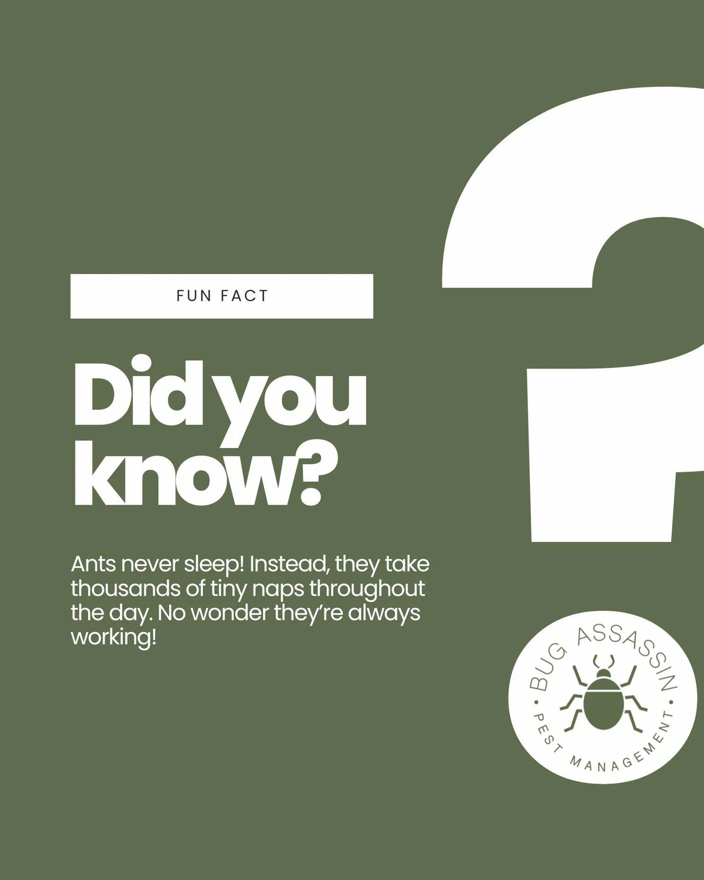 🐜 Fun Fact Friday... Did you know?

Ants never sleep! 😳 Instead, they take thousands of tiny naps throughout the day. No wonder they&rsquo;re always working! 🐜💪
👉 Keep them out of your kitchen with regular pest prevention.