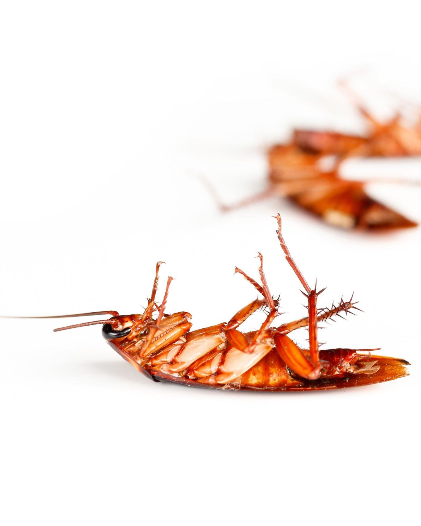 🪳 American Cockroach Fact: Also known as &ldquo;palmetto bugs,&rdquo; American cockroaches are the largest home-invading roach&mdash;growing up to 3 inches long, and yes, they can fly. 😳

The good news? They don&rsquo;t actually want to live inside