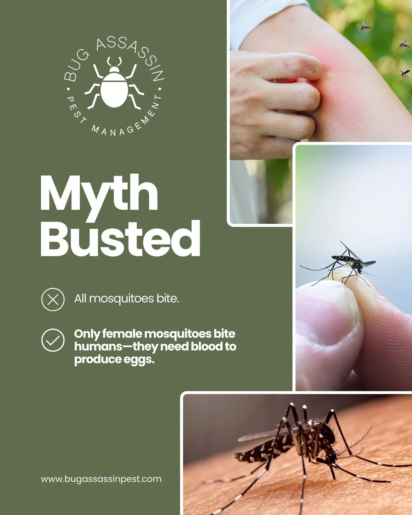 MYTH: All mosquitoes bite.
FACT: Only female mosquitoes bite humans&mdash;they need blood to produce eggs. 🦟
✨ Good news: you can fight back with prevention + treatment to keep them away from your yard.