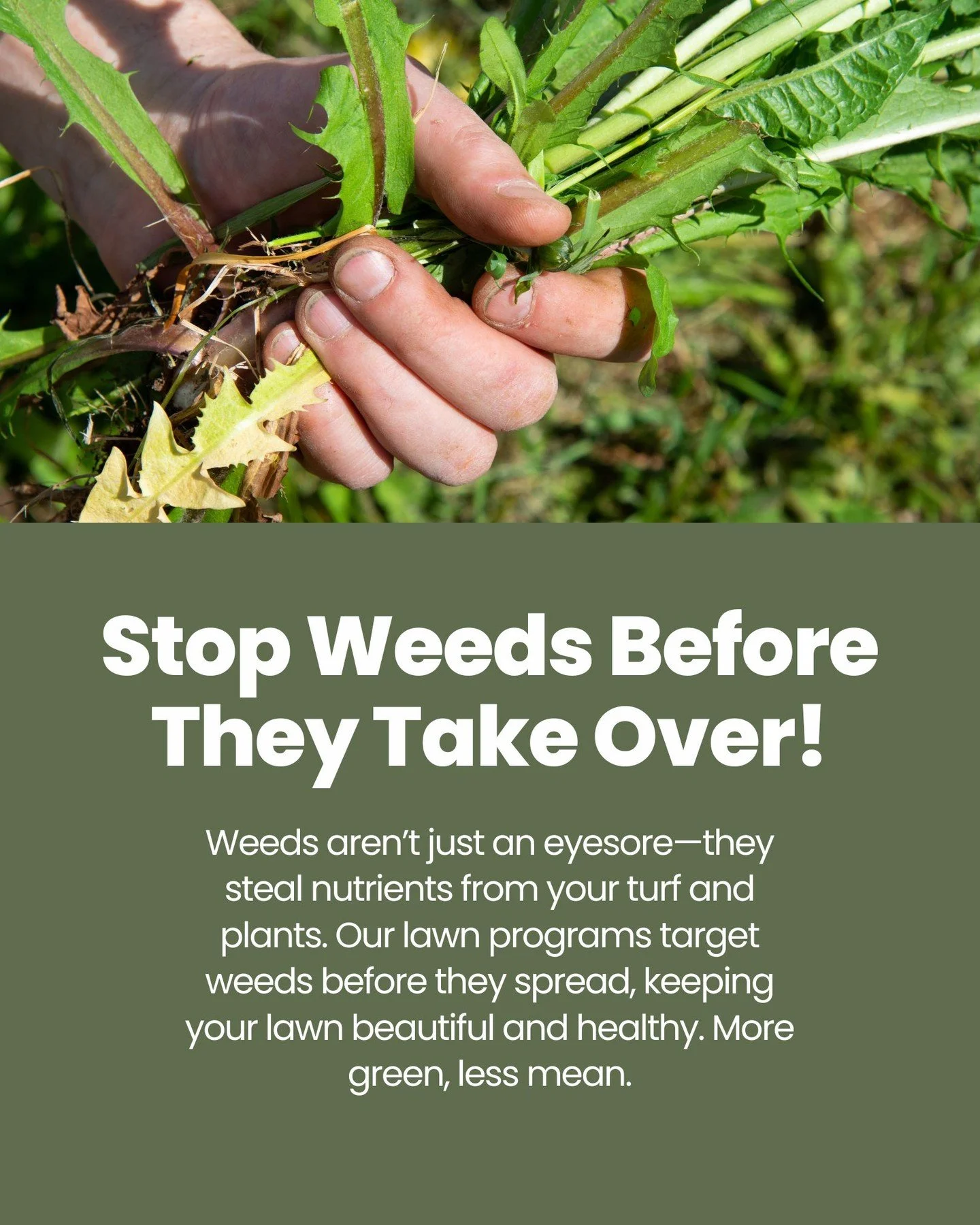 Weeds aren&rsquo;t just an eyesore&mdash;they steal nutrients from your turf and plants. Our lawn programs target weeds before they spread, keeping your lawn beautiful and healthy. More green, less mean.