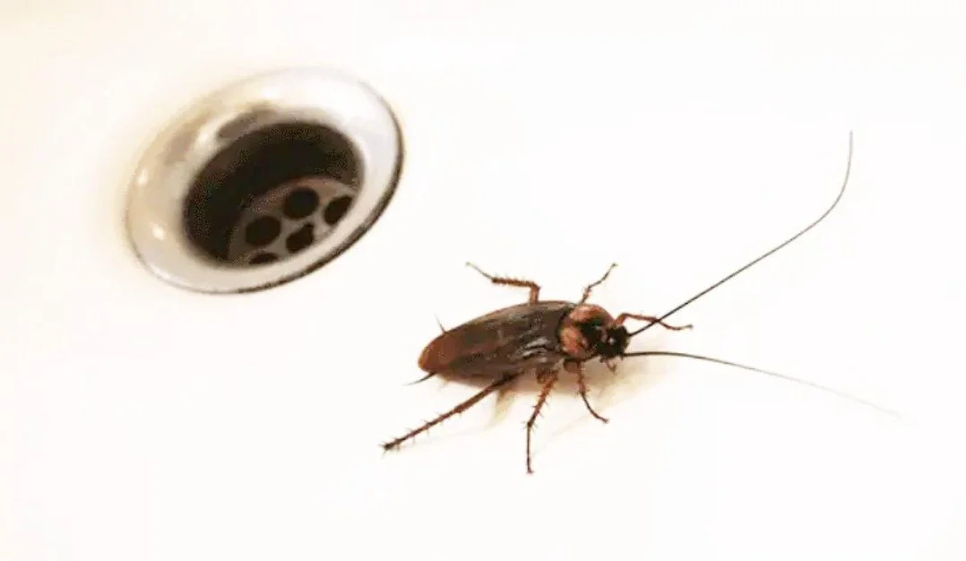 🚫🪳 Don&rsquo;t let roaches make themselves at home!
Pro tip: Run water in every sink, tub, and shower once a week for a few seconds. This keeps drains from drying out and stops pests from sneaking their way inside. 💧✨