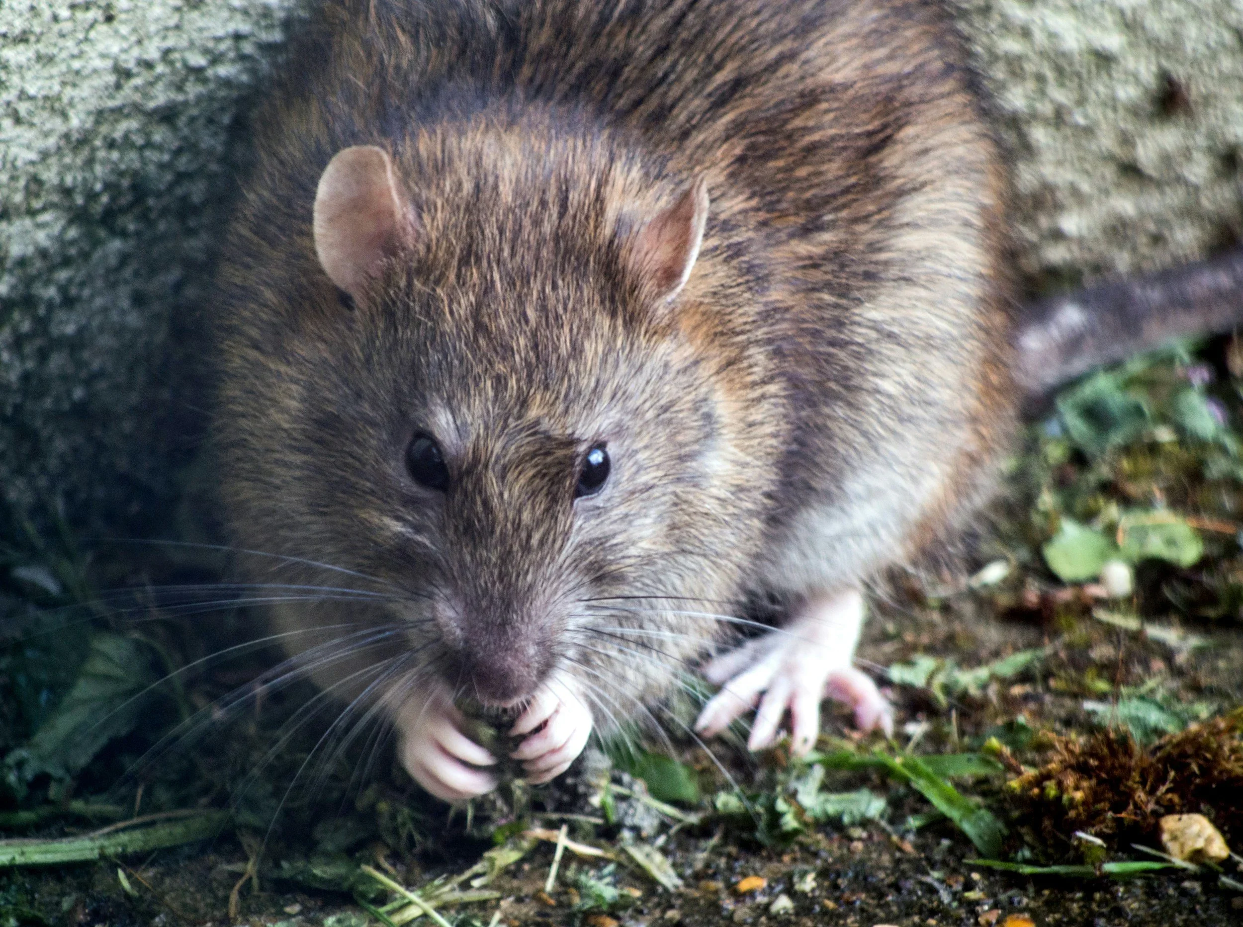 What Is Hantavirus — And Why Rodent Prevention Matters