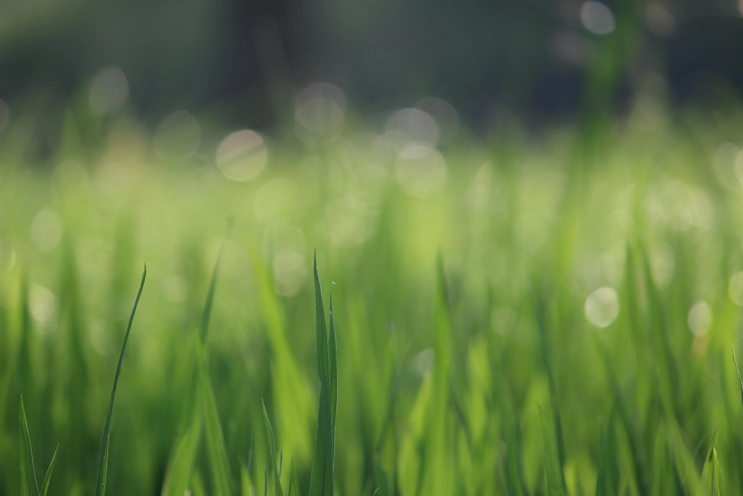 When Should You Fertilize Your Lawn in Sebastian and Vero Beach?