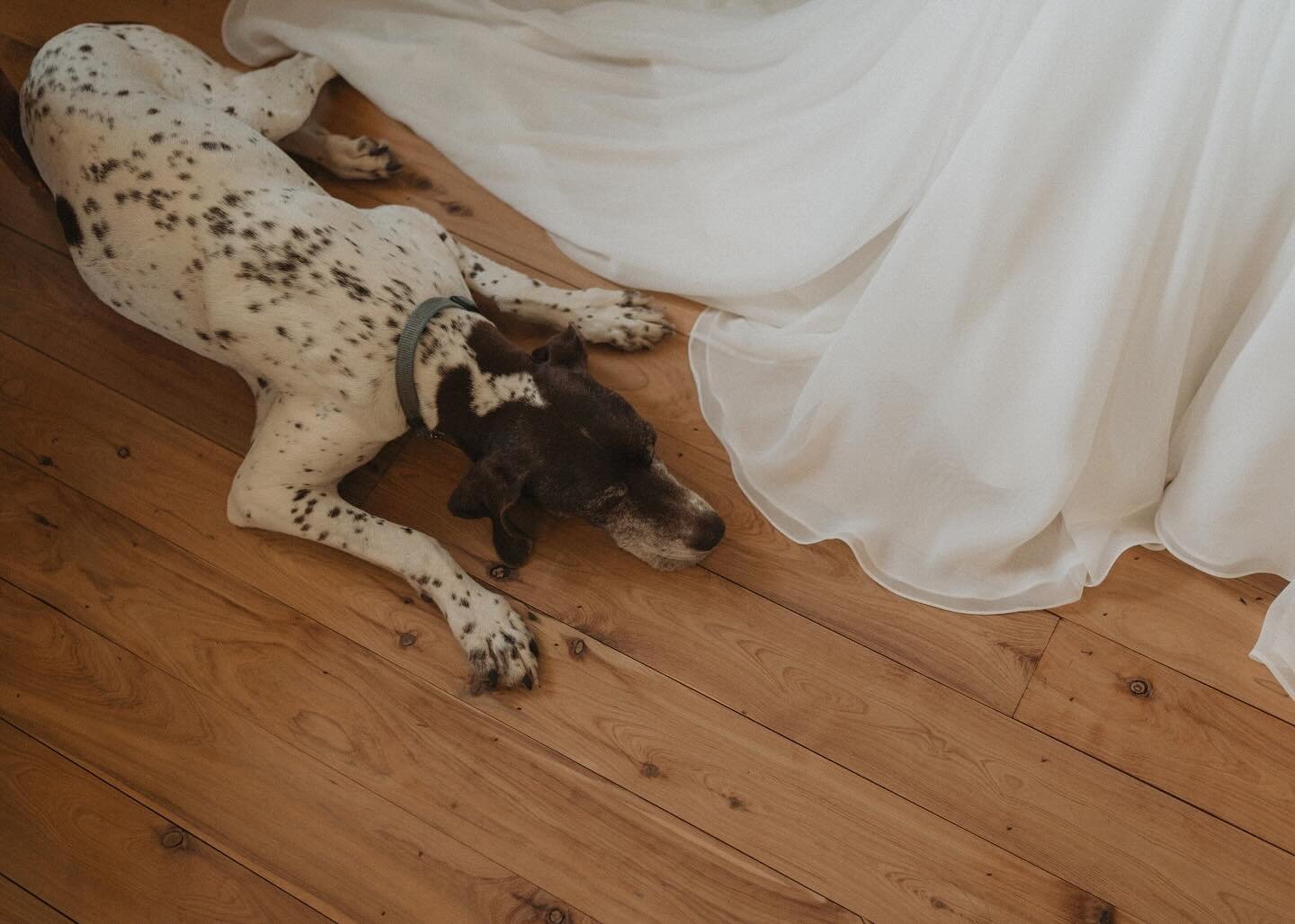 Dogs at your wedding???
.
YES! 🐶🎉
.
.
.
.
.
#orangenswwedding #centralwestweddings #weddingpaws #togetherjournal #australianweddingphotographer