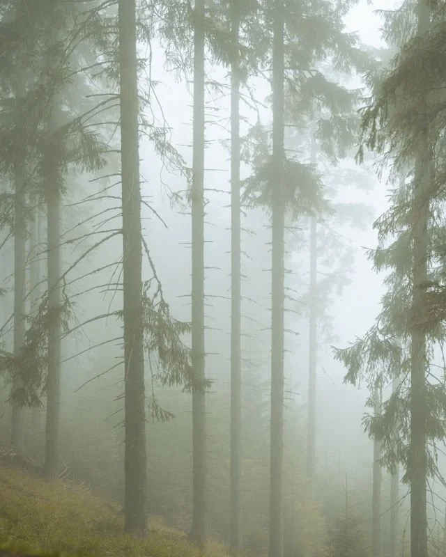 Forest in the fog