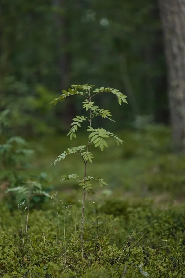 sapling in the forest
