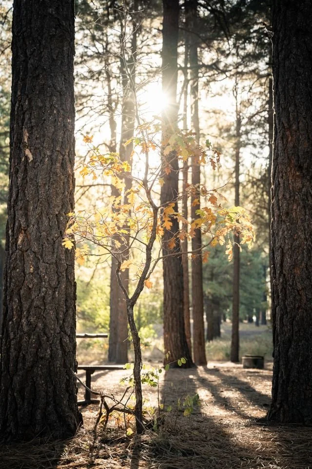 A new tree in the forest close up