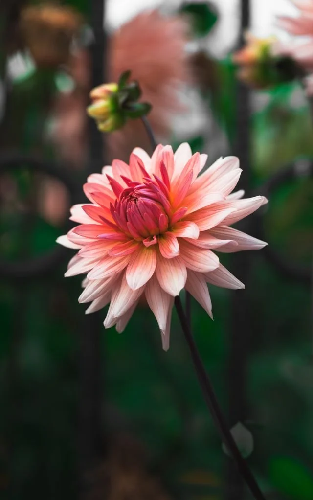 A flower blooming