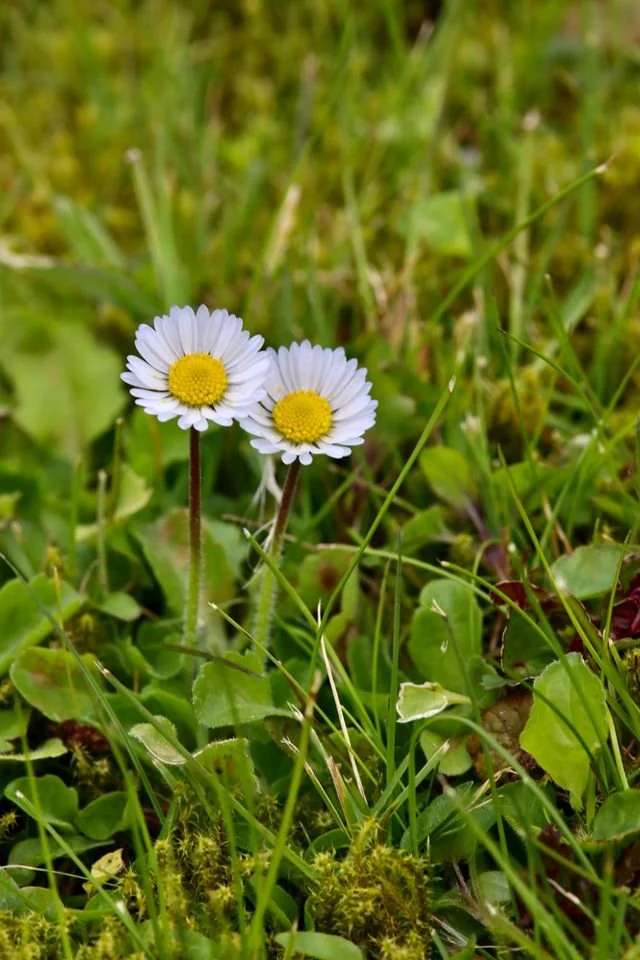 two small daisies in the grass