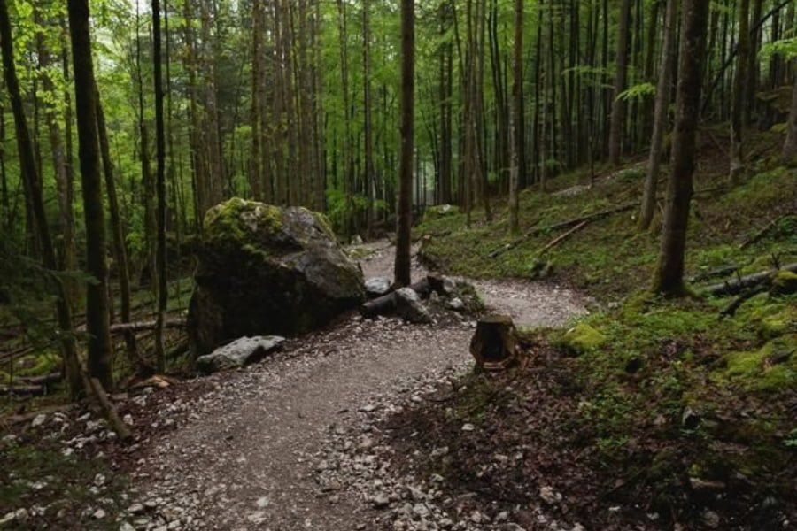 trail in the woods