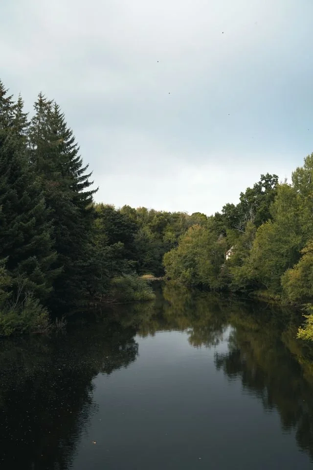 lake surrounded by trees
