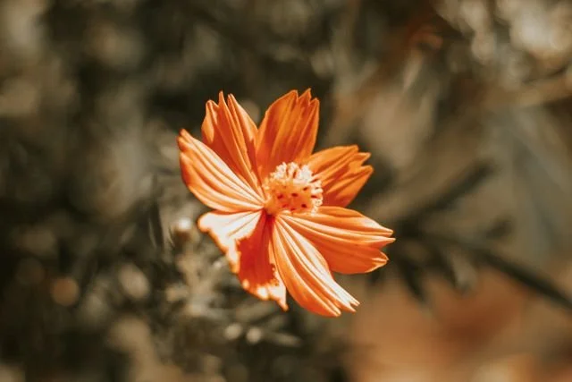 a single flower blooming