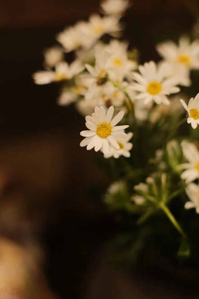 small daisies closeup