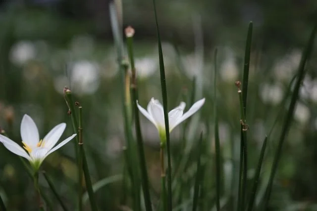 two white flowers