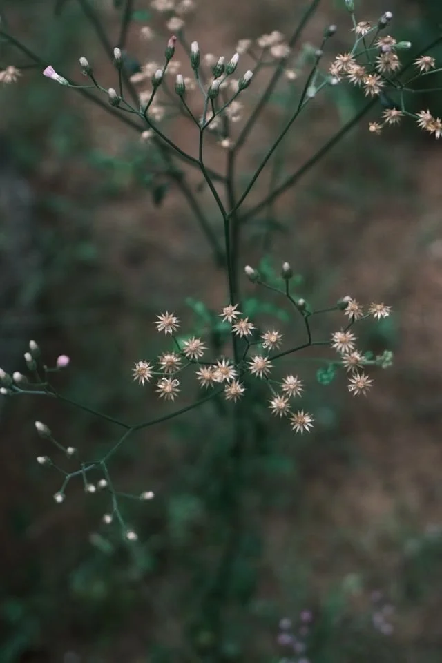 Delicate wildflowers growing outdoors