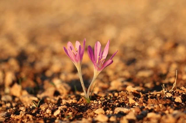 two flowers from one stem