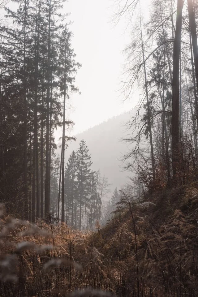 forest covered in fog