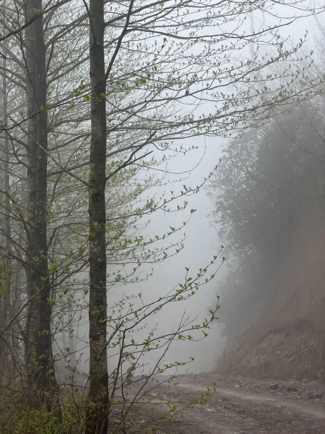 trees in the fog and a road