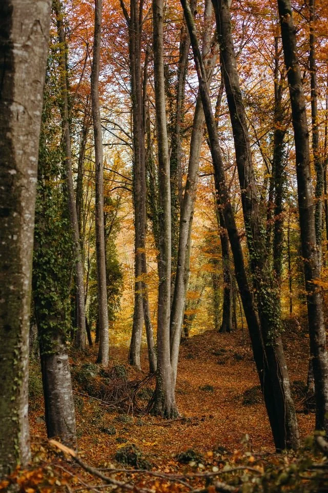 Trees in the fall