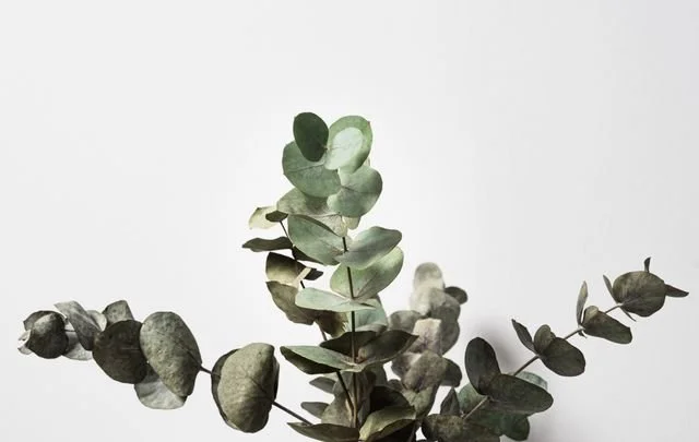 Eucalyptus branches with green leaves against a white background, showcasing minimalist beauty.