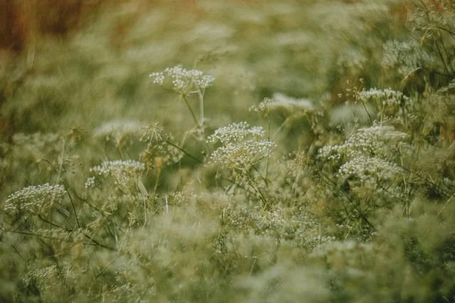 soft herbs in the grass
