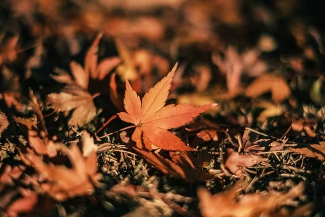 a leaf on the ground in the fall