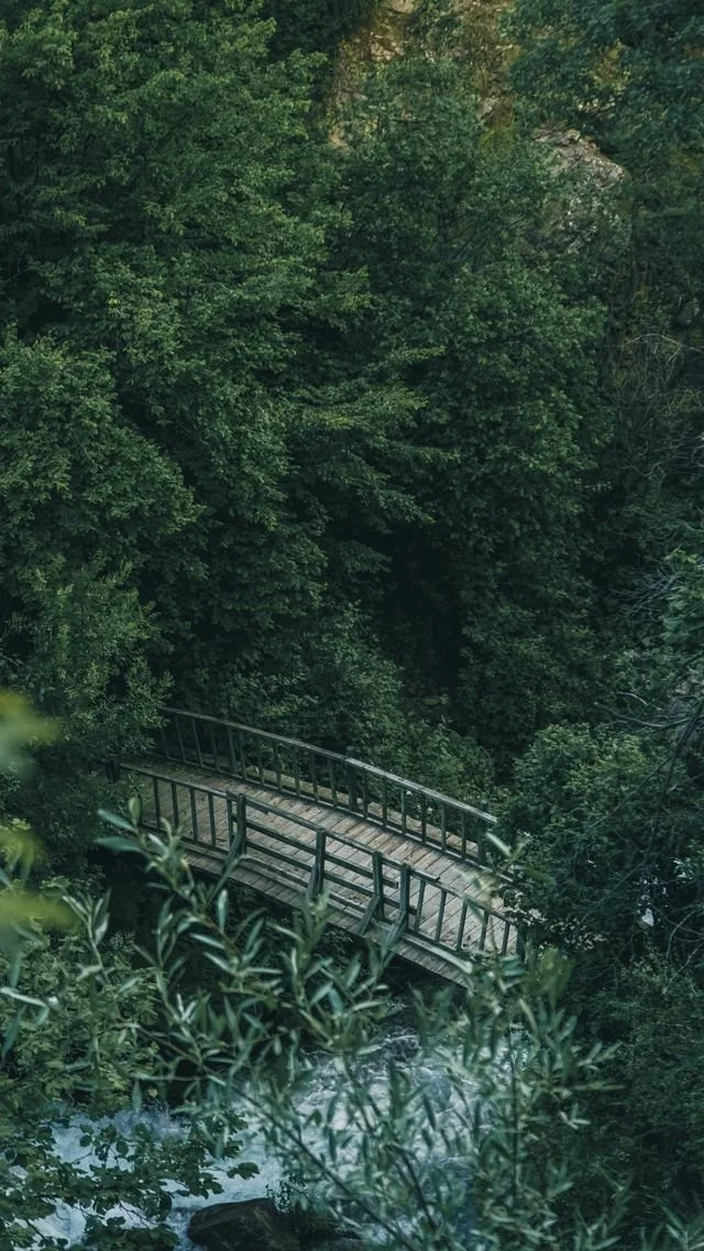 a wooden bridge in the forest