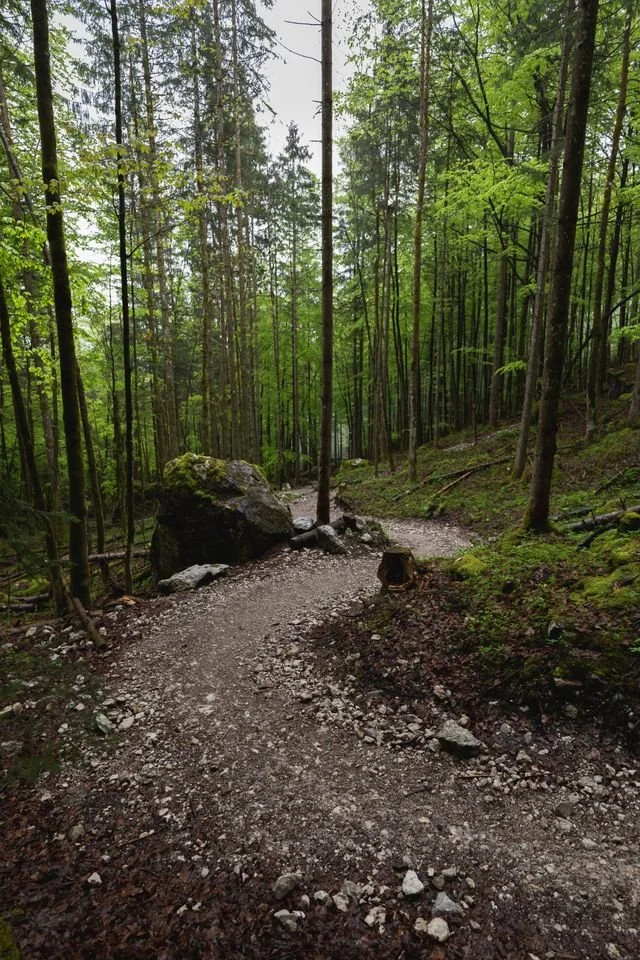 path in the woods