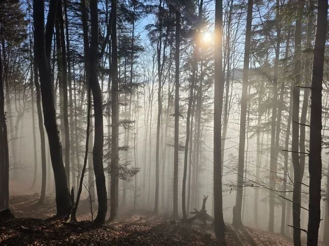Trees in the fog with sunlight