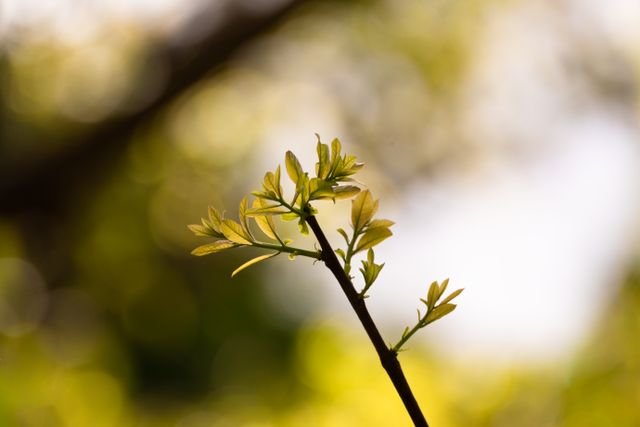 new leaf growth / nurturing branch
