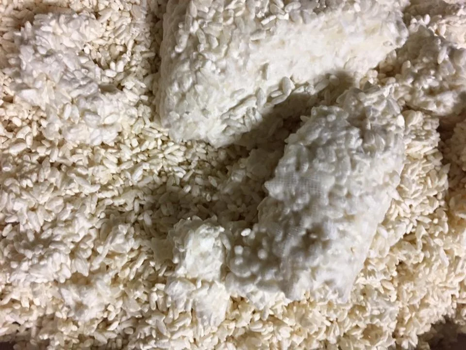 Last rice Koji for this year