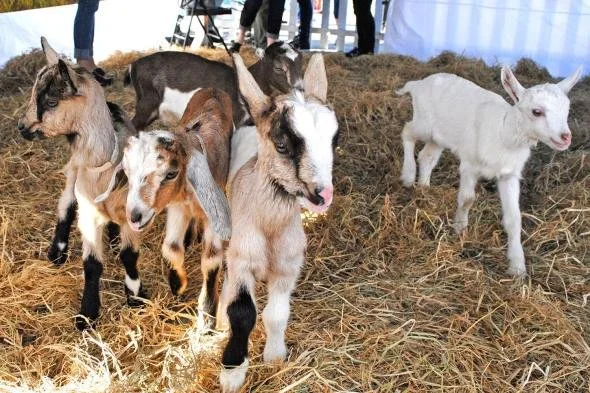 Goat Festival at CUESA &amp; The Ferry Plaza Farmers Market