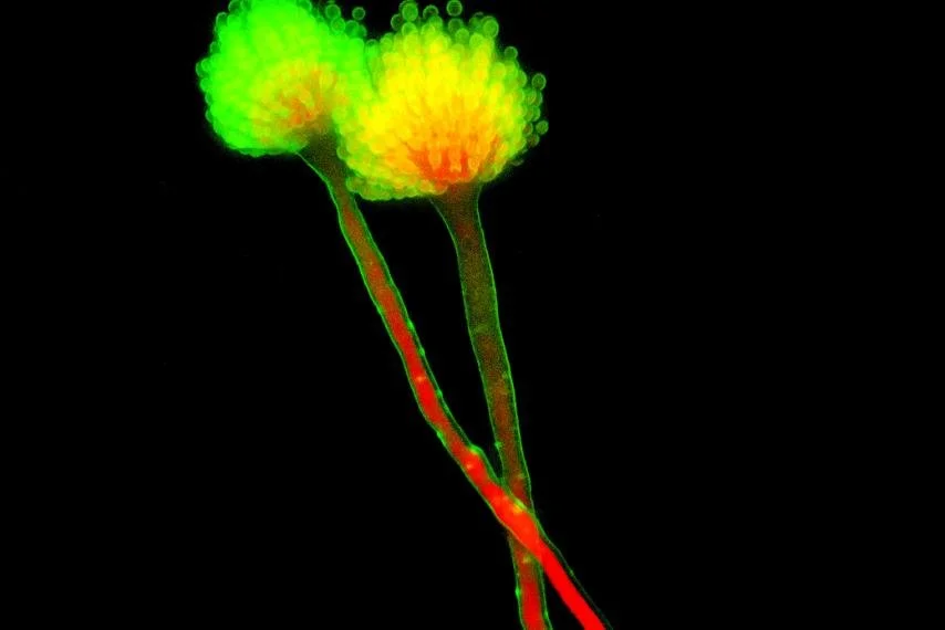 Share the wisdom of Koji's fermentation