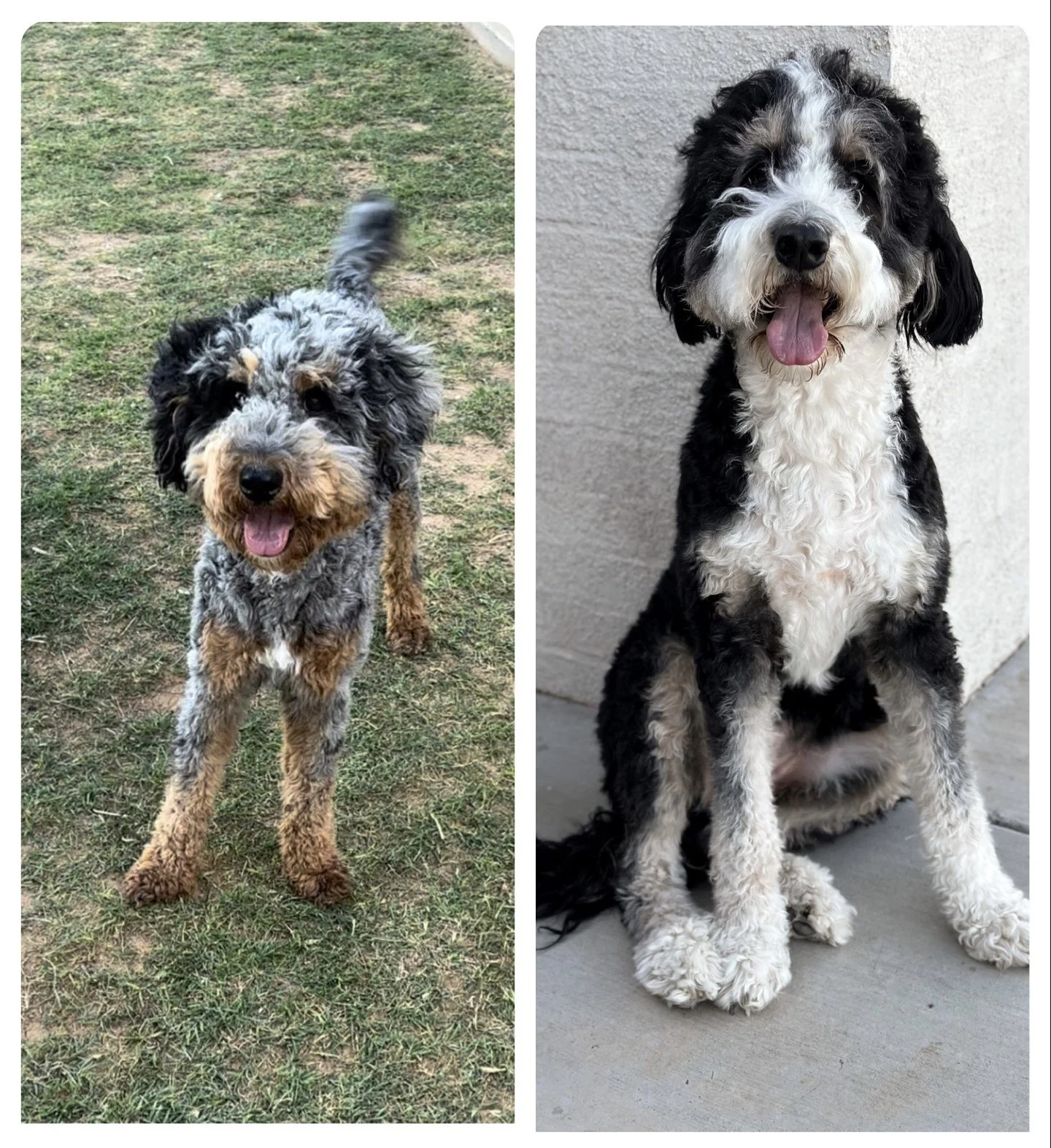 General 1 — Lucky Labradoodles