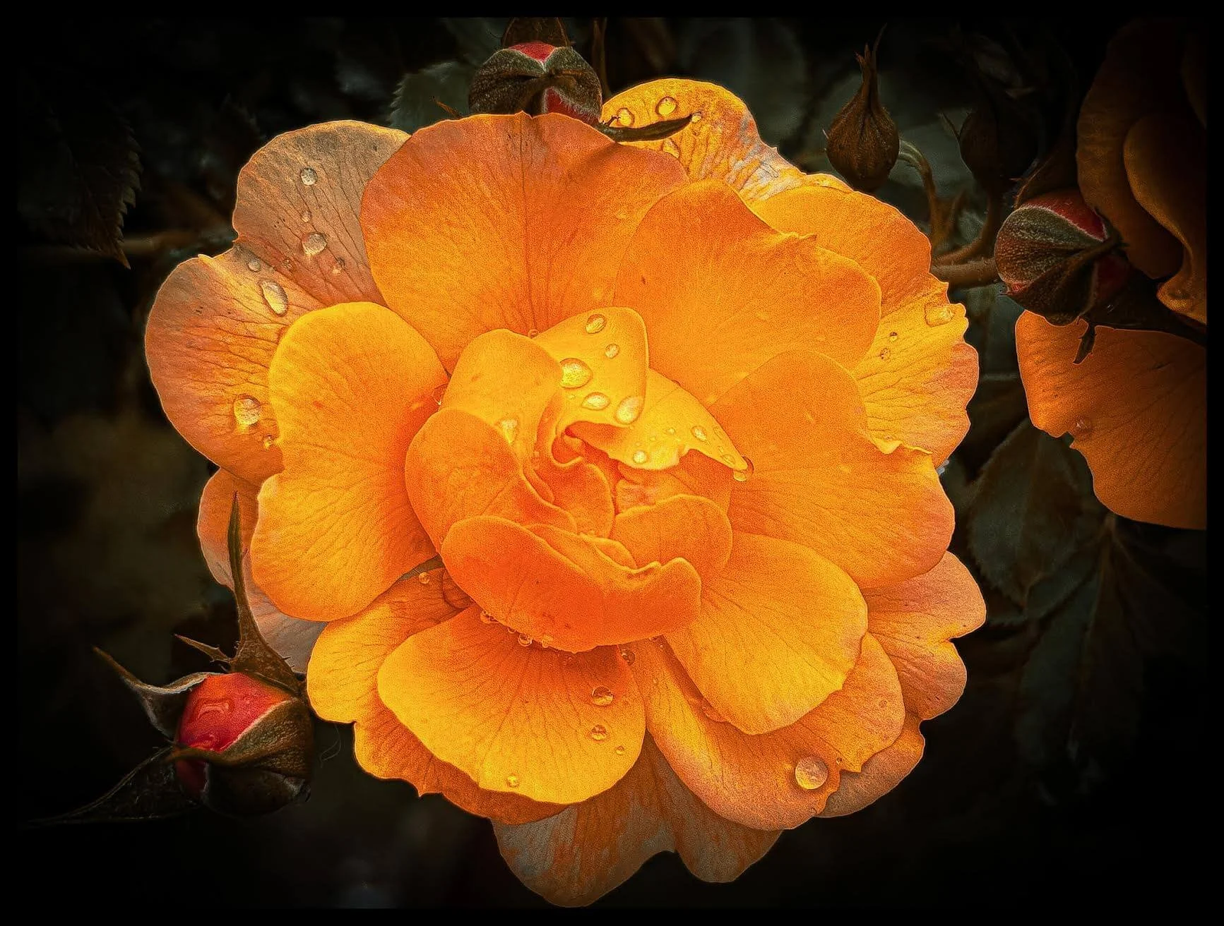 Fine Art Orange green flower